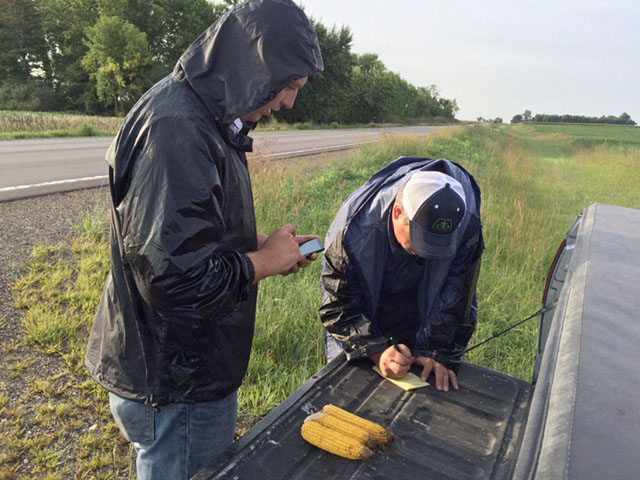 Crop tour scouts Tony Mellenthin (left) and Kurt Line measure corn samples on a soggy Thursday morning in southwestern Minnesota. (DTN photo by Pam Smith)